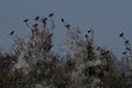 `Great Cormorant` rest tree suffers Royalty Free Stock Photo